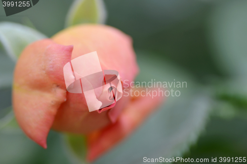 Image of Close up on a pink rose