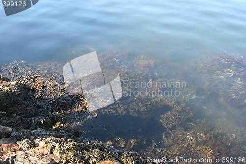 Image of Seaweed at the shore