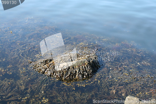 Image of Seaweed at the shore