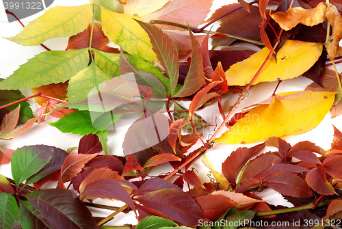 Image of Multicolor autumn leafs