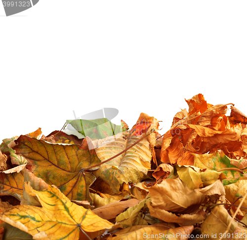 Image of Autumn dry maple leafs on white background 
