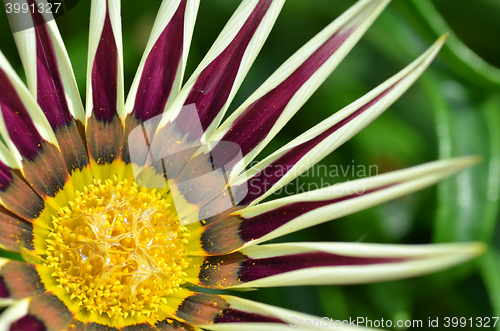 Image of Beautiful yellow-purple gazania flowers