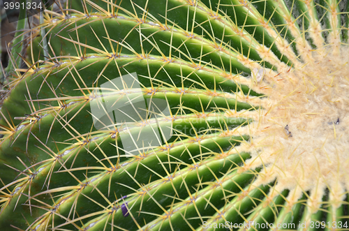 Image of Cactus in Gardens by the Bay in Singapore