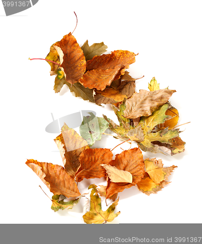 Image of Autumn dried leafs on white background