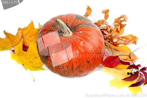 Image of Red ripe pumpkin with autumn leaves