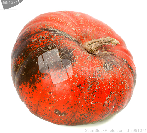 Image of Red ripe pumpkin