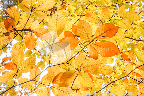 Image of yellow autumn leaf background