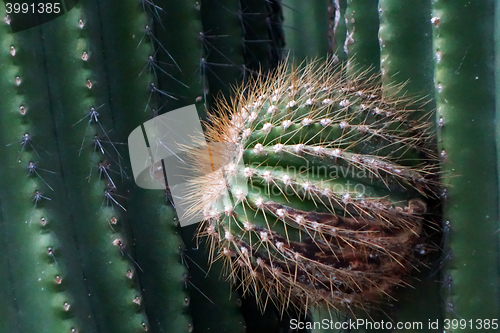 Image of Cactus in Gardens by the Bay in Singapore