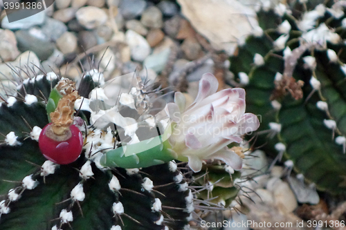 Image of Cactus planted in a botanical garden