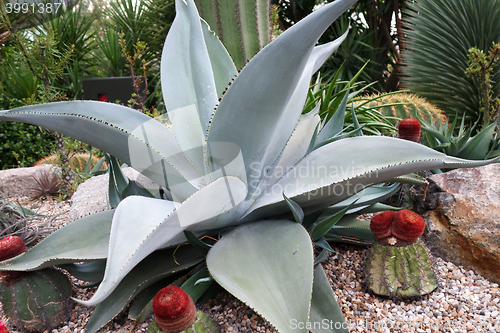 Image of Cactus in Gardens by the Bay in Singapore