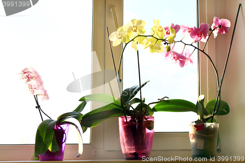 Image of three different blossoming orchids in flowerpots