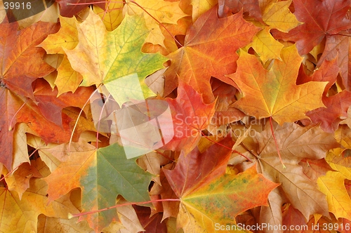 Image of Leaves