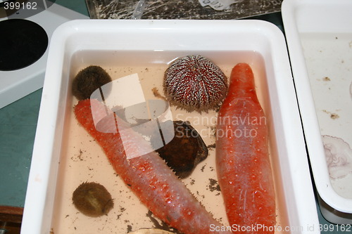 Image of Marine creatures at the lab