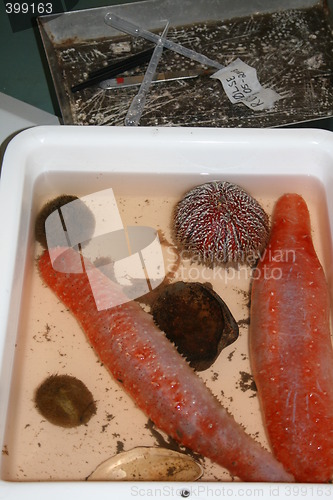 Image of Marine creatures at the lab