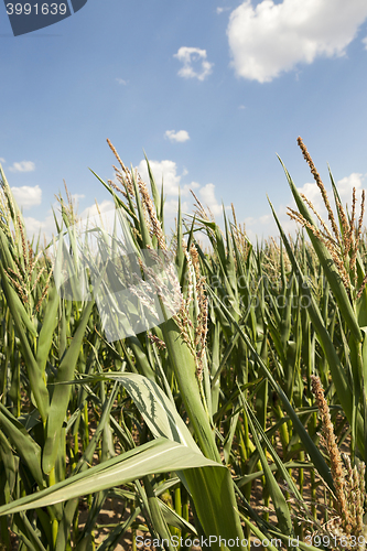 Image of corn field, agriculture