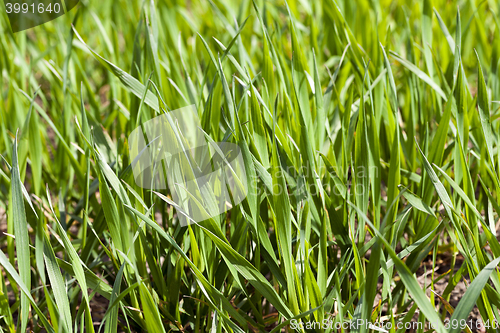 Image of Agriculture. cereals. Spring