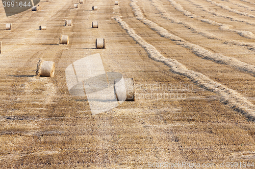 Image of haystacks in a field of straw