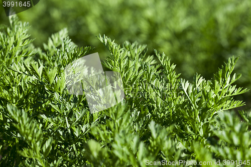 Image of Field with carrot