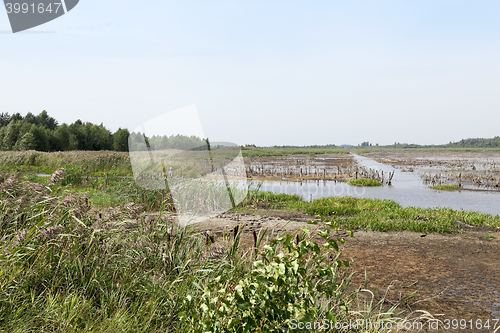 Image of moorland, summer time