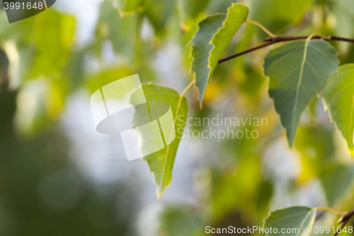 Image of autumn in the park