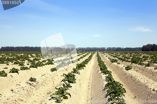Image of Potatoes in the field