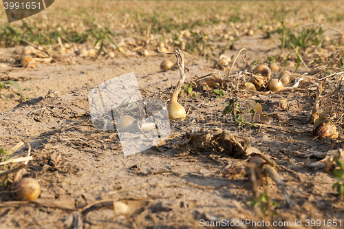 Image of Harvesting onion field