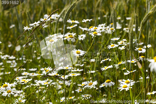 Image of white daisy flowers.