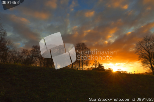 Image of trees in the park at sunset