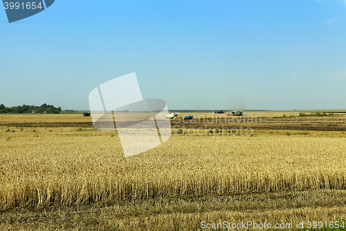 Image of agricultural field with cereal