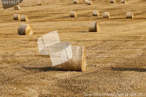 Image of haystacks in a field of straw