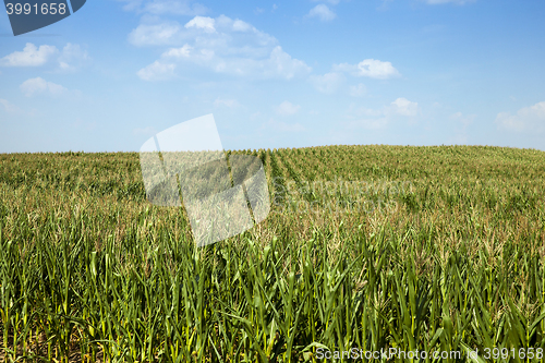 Image of corn field, agriculture