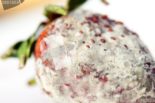 Image of Strawberry with mold