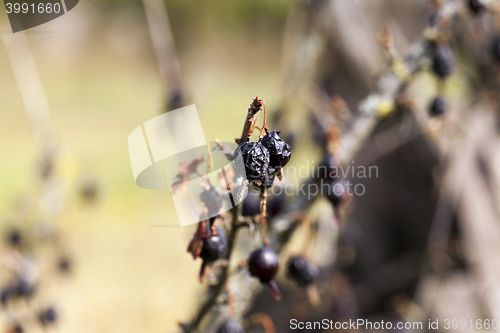 Image of dried berries harvest