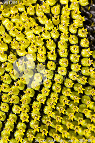 Image of Sunflower , black seeds.