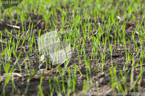 Image of young grass plants, close-up