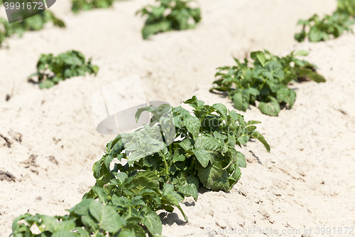 Image of Potatoes in the field