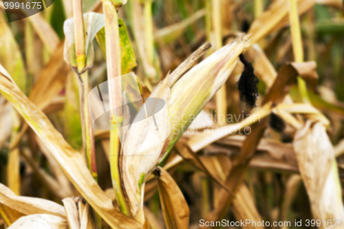Image of mature corn crop
