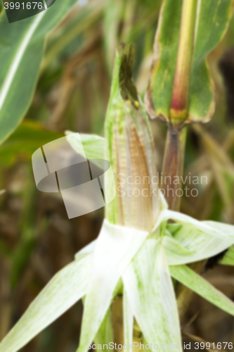 Image of field with mature corn