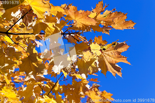 Image of autumn in the park