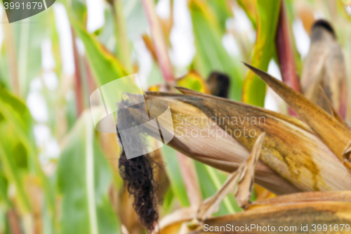 Image of mature corn crop