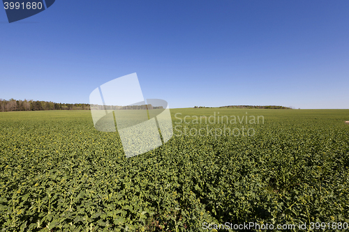 Image of plants grow green