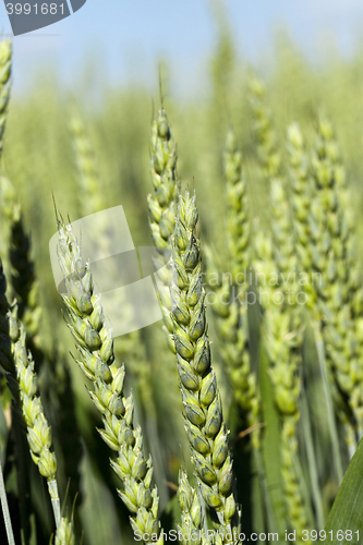 Image of agricultural field wheat