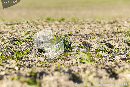 Image of young grass plants, close-up