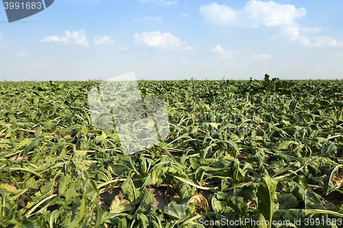 Image of field with beetroot