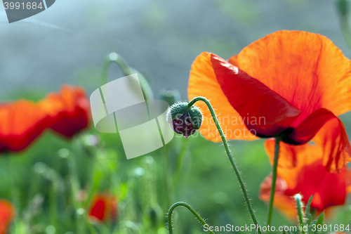 Image of blooming red poppies
