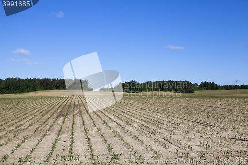 Image of cracked earth in the field