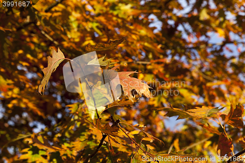 Image of Park in autumn