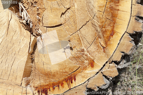 Image of cut down a tree, close-up