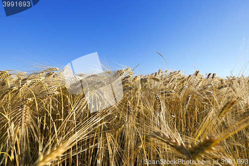 Image of Field of cereal in the summer