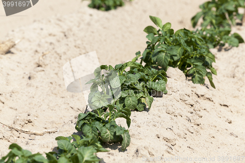 Image of Field with potato